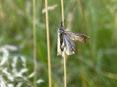 Chrysoteuchia culmella