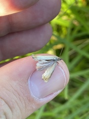Chrysoteuchia culmella