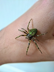 Araneus seminiger