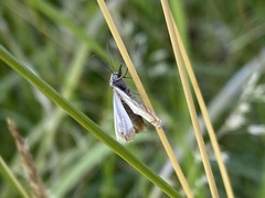 Chrysoteuchia culmella
