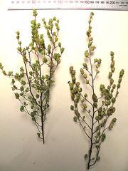 Cliffortia glauca