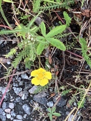 Potentilla reptans