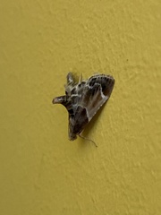 Pyralis farinalis