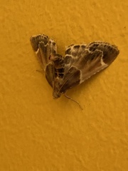 Pyralis farinalis