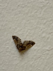 Pyralis farinalis