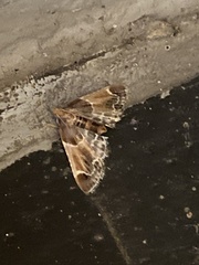 Pyralis farinalis