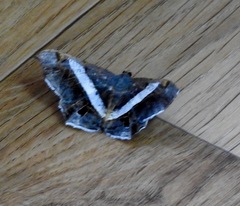 Chiasmia nora