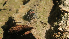 Clerus mutillarius