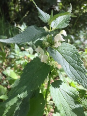 Lamium album