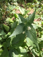 Lamium album