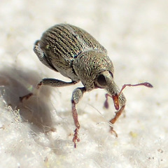Tychius