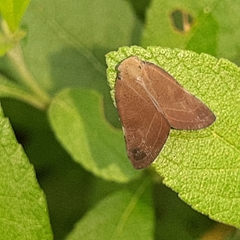 Pochazia