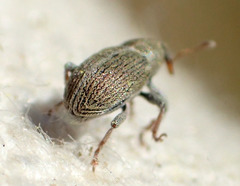 Tychius