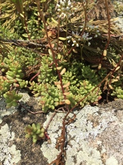 Sedum album