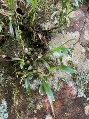 Pholidota cantonensis