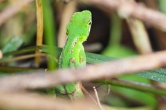Three Keeled Mountain Lizard photo 5