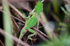 Three Keeled Mountain Lizard photo 4