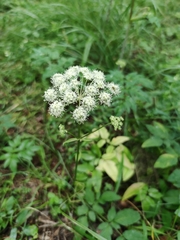 Angelica sylvestris