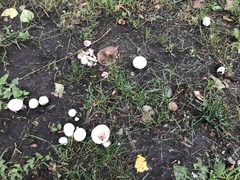 Agaricus