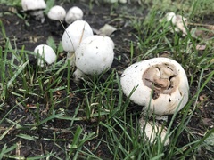 Agaricus
