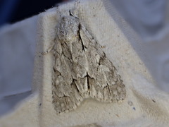 Acronicta psi