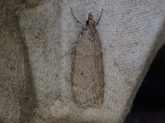 Scoparia subfusca