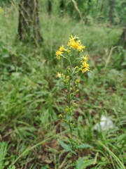 Solidago virgaurea