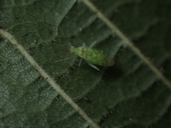 Malacocoris chlorizans