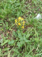 Solidago virgaurea