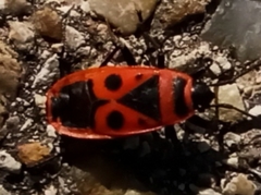 Pyrrhocoris apterus