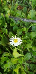 Bellis perennis
