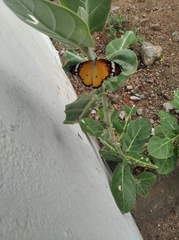 Danaus chrysippus