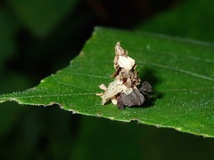 Pagodiella