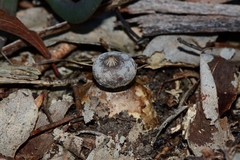 Geastrum pectinatum