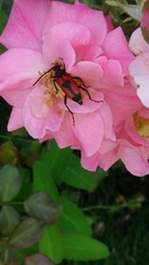 Stictoleptura cordigera