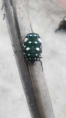 Protaetia alboguttata