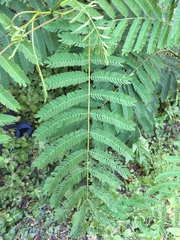 Albizia julibrissin julibrissin