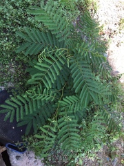 Albizia julibrissin julibrissin