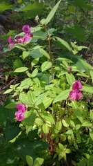 Impatiens glandulifera