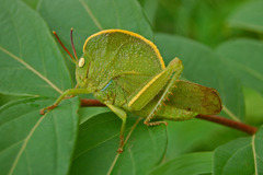 Teratodes monticollis