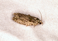 Proteoteras willingana