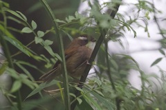 Fulvetta vinipectus