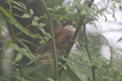 Fulvetta vinipectus