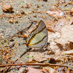 Polyura nepenthes