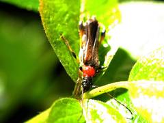 Callimoxys fuscipennis