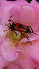 Stictoleptura cordigera