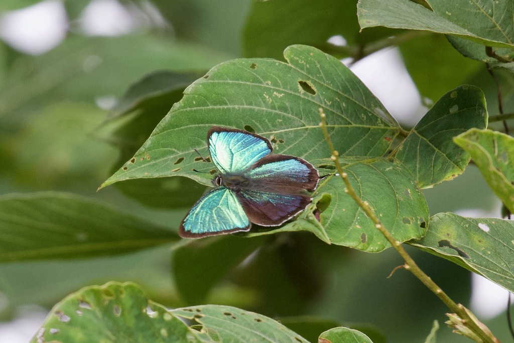 Small Green Hairstreak