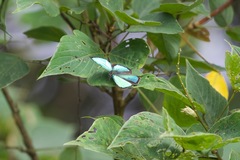 Chrysozephyrus dumoides