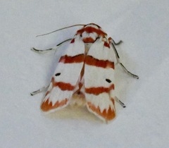 Cyana perornata