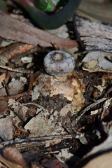 Geastrum pectinatum